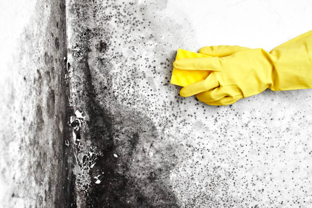 Best Affordable Mold Removal  in Jackson, OH