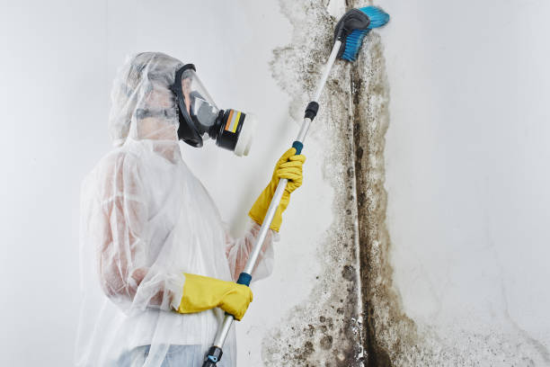 Best Same-Day Mold Removal  in Jackson, OH