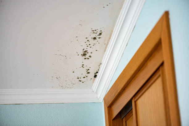 Best Emergency Mold Removal  in Jackson, OH