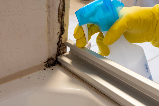 Best Mold Damage Repair  in Jackson, OH