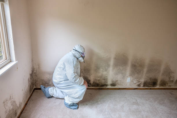 Best Mold Removal Company Near Me  in Jackson, OH