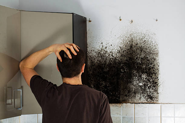 Best Home Mold Removal  in Jackson, OH