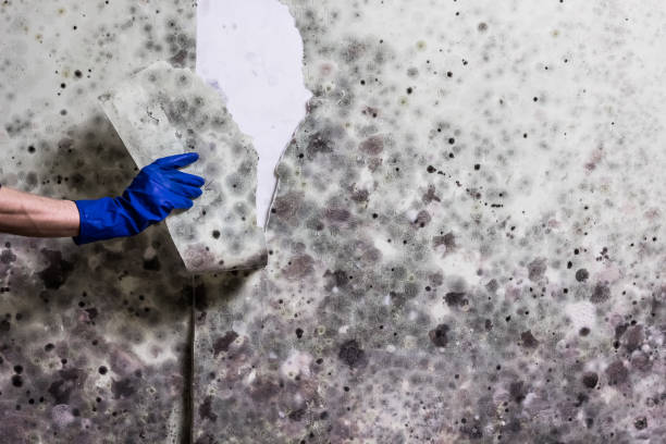 Best Commercial Mold Removal  in Jackson, OH