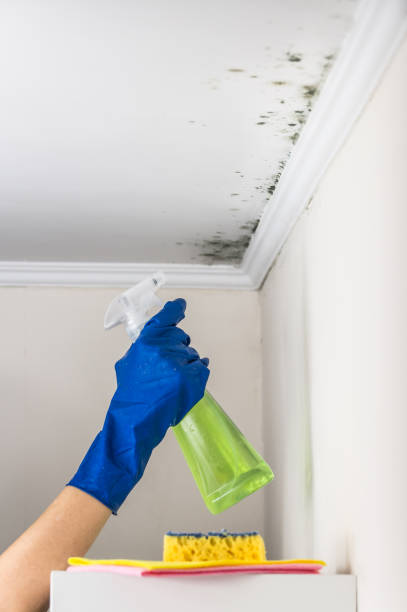 Home Mold Removal in Jackson, OH